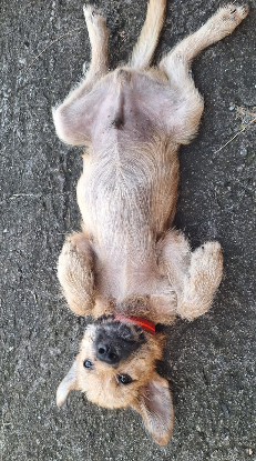 Adoption Rocky