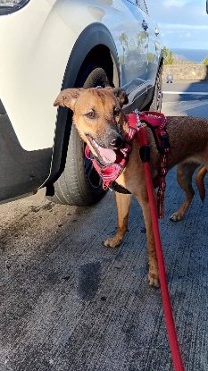 Adoption Papaye