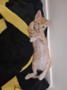 Sam