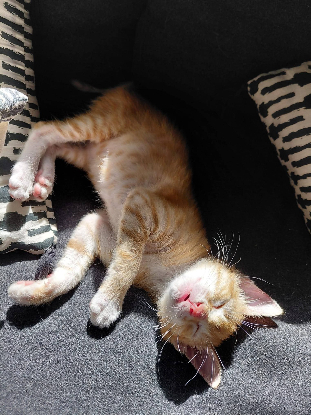 Adopter Sam