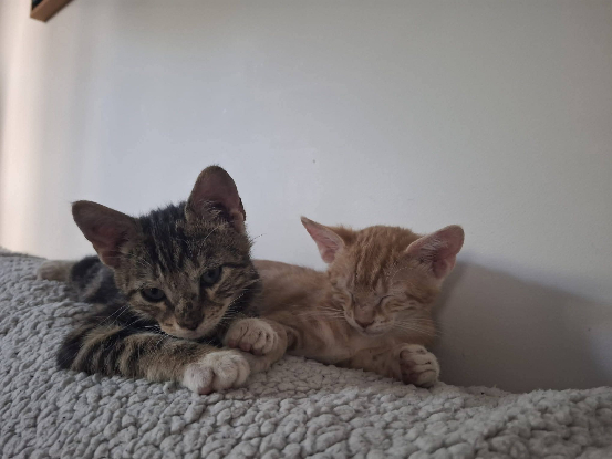 Adoption Sam
