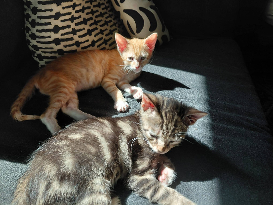 Adopter Frodon & sam