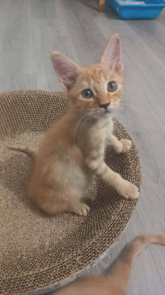 Adopter Simba