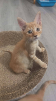 Adopter  chat : Simba