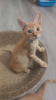 Simba