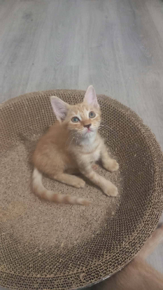 Adopter Simba