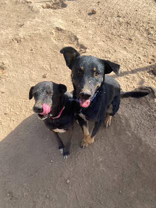 Adopter Bella