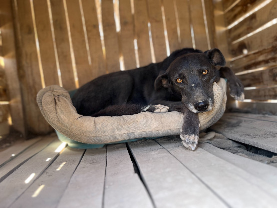 Adoption Bella