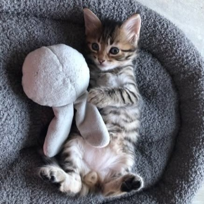 Adopter Felicien