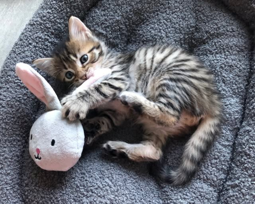 Adopter Felicien