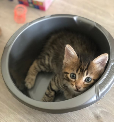 Adoption Felicien