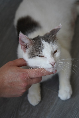 Adopter Tofort