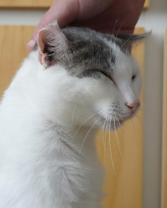 Adoption Tofort