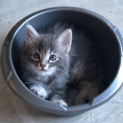 Adopter Seraphin