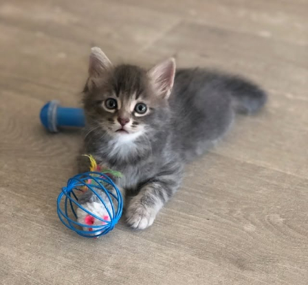 Adopter Seraphin