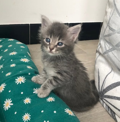 Adopter Seraphin