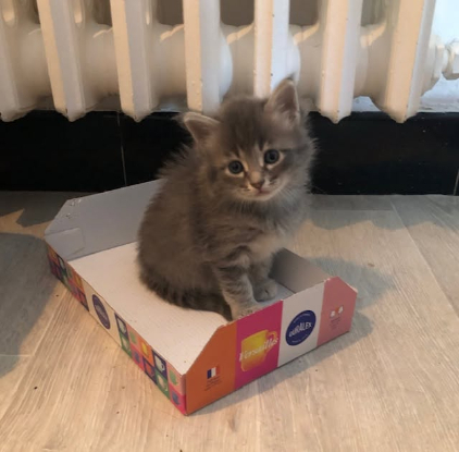 Adoption Seraphin