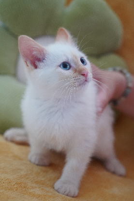 Adopter Bleuet