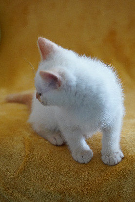 Adopter Bleuet