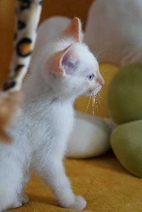 Adopter Bleuet