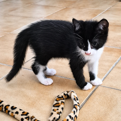 Adopter Bamby