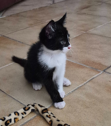 Adopter Bamby