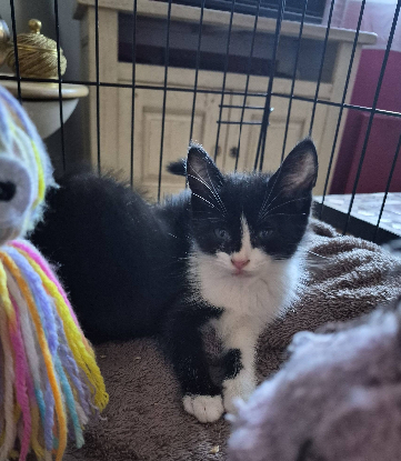 Adopter Bamby