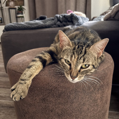 Adopter Bastet