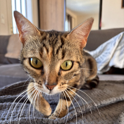 Adopter Bastet