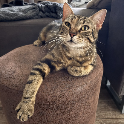 Adopter Bastet
