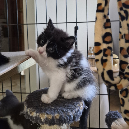 Adopter Brioche