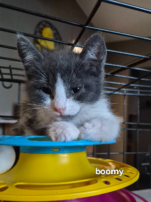 Adopter Boomy