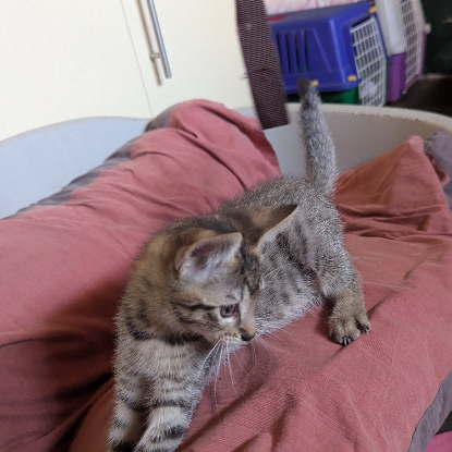 Adopter Balignon