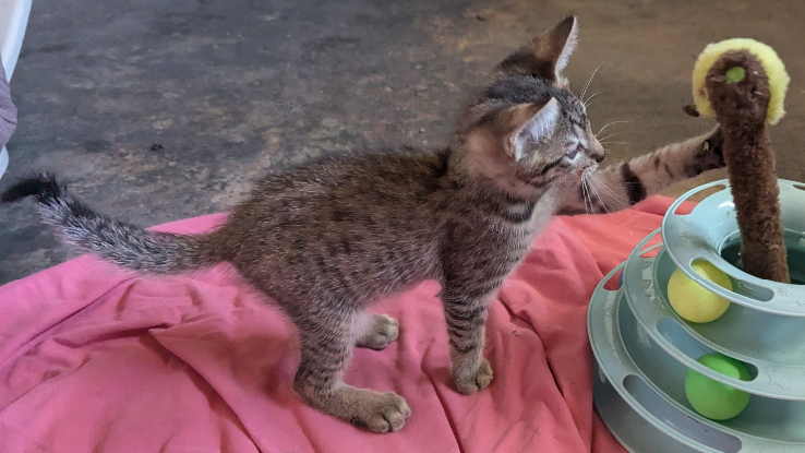 Adopter Balignon