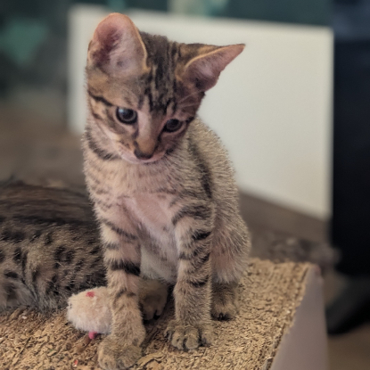 Adoption Balignon