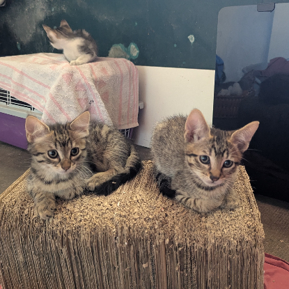 Adoption Balignon