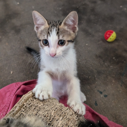Adopter Bébécaille