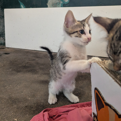 Adopter Bébécaille