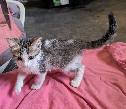 Adoption Bébécaille