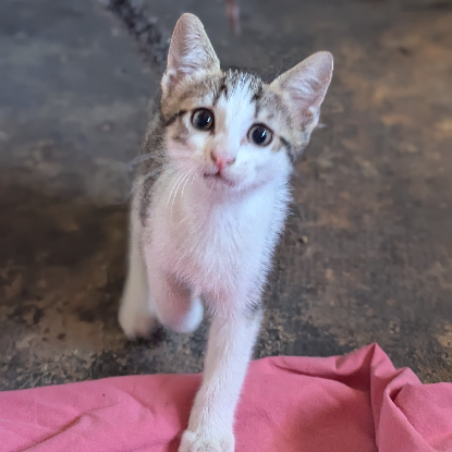 Adoption Bébécaille
