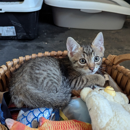 Adopter Boustiflor