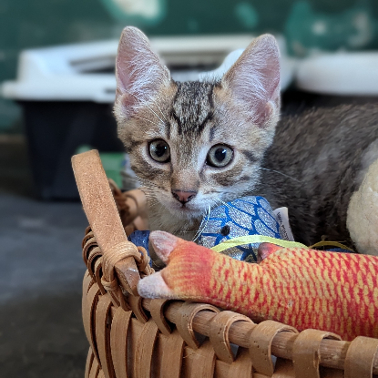 Adopter Boustiflor