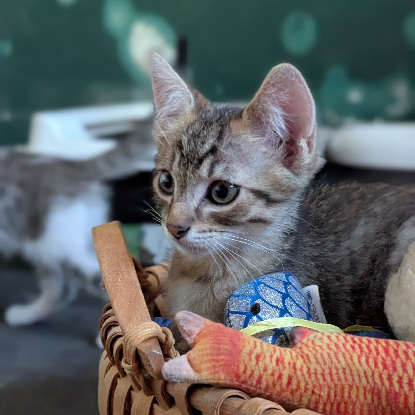 Adoption Boustiflor