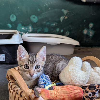 Adoption Boustiflor