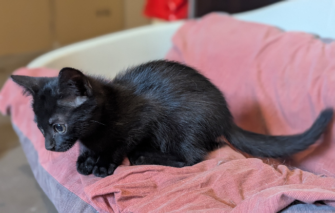 Adopter Blancoton