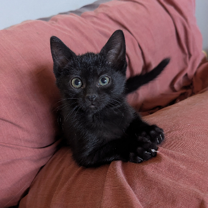 Adopter Blancoton