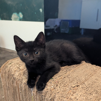 Adopter Blancoton