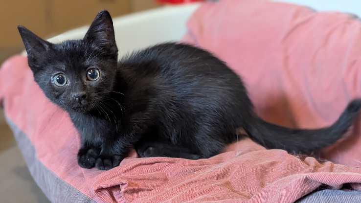 Adoption Blancoton