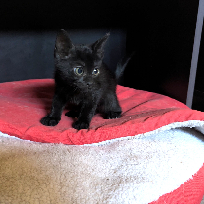 Adoption Blancoton