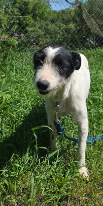 Adoption Désirée